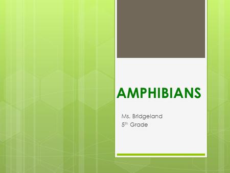 AMPHIBIANS Ms. Bridgeland 5 th Grade. Are Amphibians a CLASS or a PHYLYM?