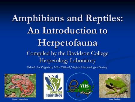 Amphibians and Reptiles: An Introduction to Herpetofauna Compiled by the Davidson College Herpetology Laboratory Eastern Hognose Snake Green Tree Frog.