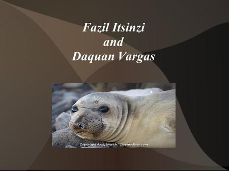 Fazil Itsinzi and Daquan Vargas. Northern Seal Callorhinus ursinus Females: 19 years Males: 13 years Northern fur seals live in the North Pacific Ocean.