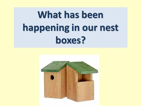 What has been happening in our nest boxes?. Can you remember why birds need boxes in autumn and winter? Why do birds need nest boxes in spring?