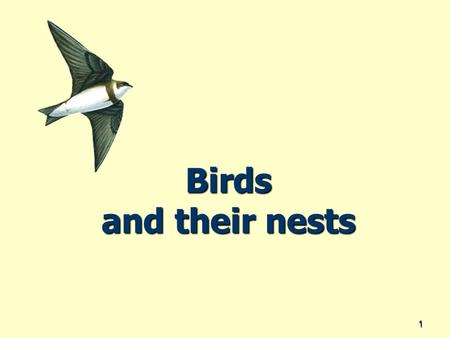 Birds and their nests 1. Why do birds have nests? They need a place that is safe They need a place that is safe They need a place where there is the kind.