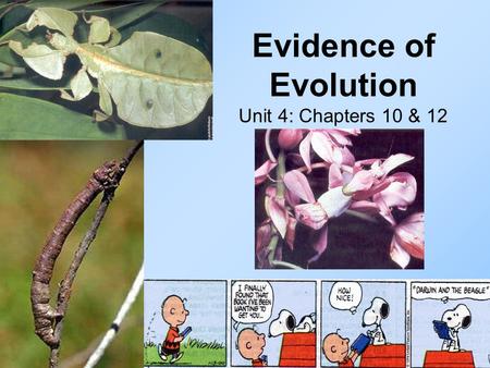 Evidence of Evolution Unit 4: Chapters 10 & 12. Important Vocabulary 1. Species: A group of organisms that can breed together to produce fertile offspring.
