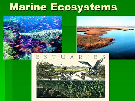 Marine Ecosystems.