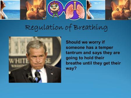 Regulation of Breathing Should we worry if someone has a temper tantrum and says they are going to hold their breathe until they get their way?