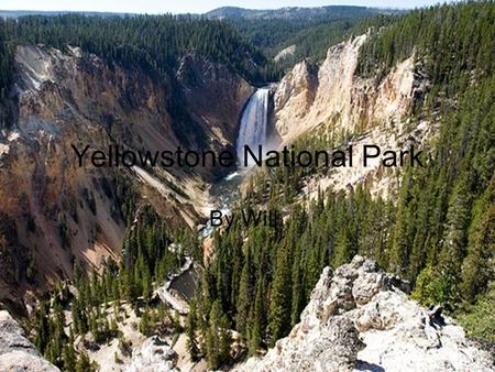 Yellowstone National Park By Will. How global warming is affecting the environment In Yellowstone global warming is affecting the wild life in the park.