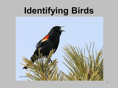 1 Identifying Birds Kent Nickell. 2 Birdwatching Ethics Support bird and habitat conservation efforts. Exercise restraint when viewing, recording, and.