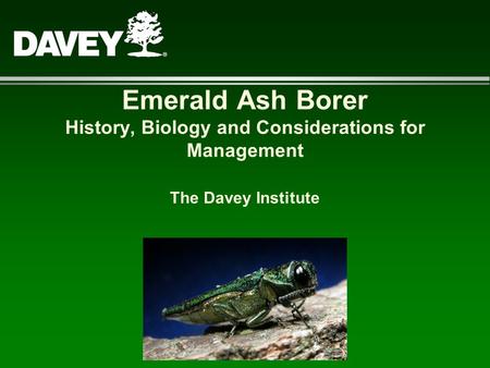 Emerald Ash Borer History, Biology and Considerations for Management The Davey Institute.