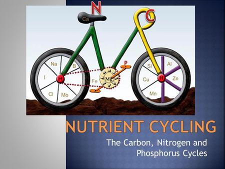 The Carbon, Nitrogen and Phosphorus Cycles