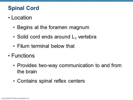 Copyright © 2010 Pearson Education, Inc. Spinal Cord Location Begins at the foramen magnum Solid cord ends around L 1 vertebra Filum terminal below that.