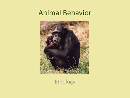 Animal Behavior Ethology.
