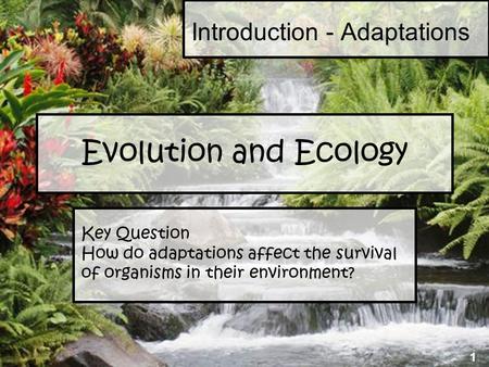 1 Evolution and Ecology Key Question How do adaptations affect the survival of organisms in their environment? Introduction - Adaptations 1.