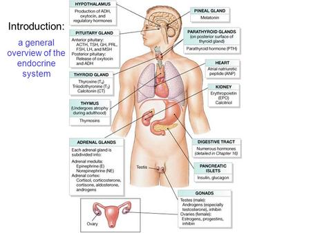 Introduction: a general overview of the endocrine system.