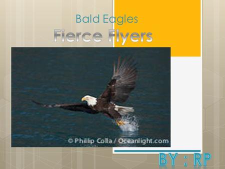 Bald Eagles. Introduction  Scientific name: Haliaetus Leucocephalus.(meaning: sea eagle)  Bald Eagles are only one type of eagle  There are many other.