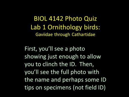 BIOL 4142 Photo Quiz Lab 1 Ornithology birds: Gaviidae through Cathartidae First, you’ll see a photo showing just enough to allow you to clinch the ID.