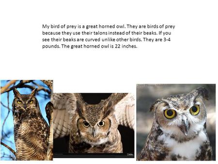 My bird of prey is a great horned owl. They are birds of prey because they use their talons instead of their beaks. If you see their beaks are curved unlike.