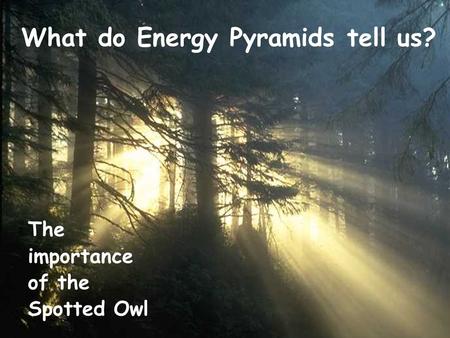 What do Energy Pyramids tell us? The importance of the Spotted Owl.