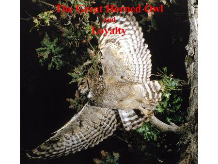 The Great Horned Owl And Loyalty. Think about how the great horned owl illustrates the characteristic of loyalty as you listen to the following story…