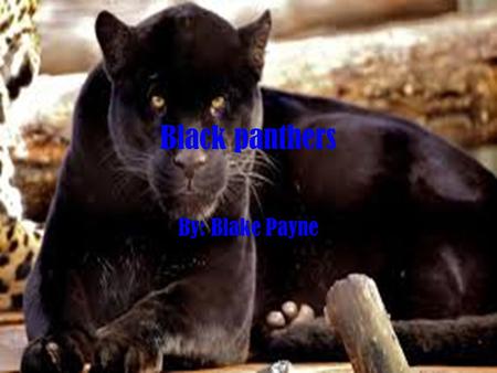 Black panthers By: Blake Payne.