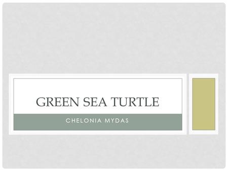 CHELONIA MYDAS GREEN SEA TURTLE. BASIC CHARACTERISTICS Carapace (shell) color varies from pale to dark green with yellow, brown and green tones. Size: