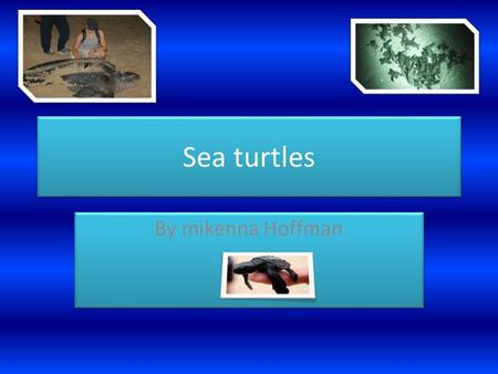 Sea turtles By mikenna Hoffman. Kinds of sea turtles Pacific green sea turtle Black sea turtle Loggehead sea turtle Kemps ridley sea turtle Olive ridley.