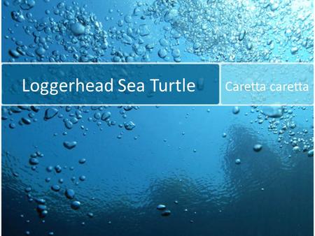Loggerhead Sea Turtle Caretta caretta. Found in sub-tropical and tropical regions of the Atlantic, Pacific, and Indian Oceans. Along the surface or under.