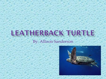 By: Allison Sanderson.  Common name: Leatherback  Scientific name: Dermochelys coriacea.