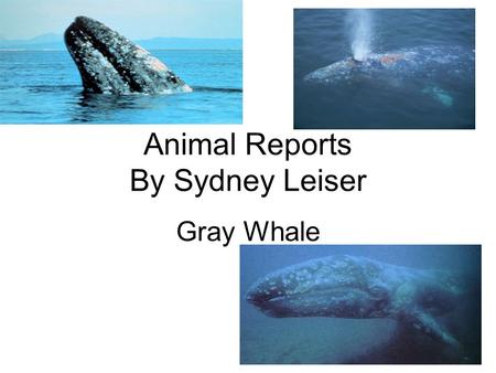 Animal Reports By Sydney Leiser Gray Whale. Introduction Did you know that whaling for the gray whale has raised in a big extinction by the 17 or 18 century.