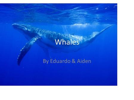 Whales By Eduardo & Aiden. What whales eat Whales eat fish & shrimp.