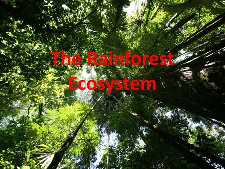 The Rainforest Ecosystem. Learning objectives: Explain how the rainforest ecosystem works including the layers of the rainforest Explain how plants and.