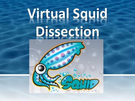 Hello! Welcome to Mr. D’s Virtual Dissection Lab. While you may not be able to participate in the lab, I hope you will find this quick exploration into.