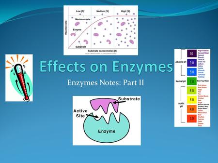 Effects on Enzymes Enzymes Notes: Part II.