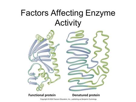 Factors Affecting Enzyme Activity