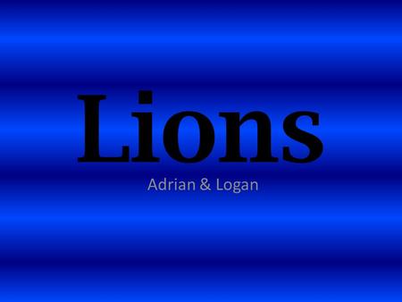 Lions Adrian & Logan. What They Look Like They are big cats. Lions are 8 feet long. They have big heads. Lions have big sharp teeth. The males have hair.