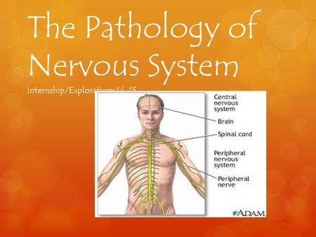 The Pathology of Nervous System Internship/Explorations 14-15.