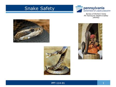 Snake Safety 1PPT-114-01. There are over 3,000 species of snakes. Every year there are nearly 7,000 snake bites. Snake’s scales are made up of Keratin,