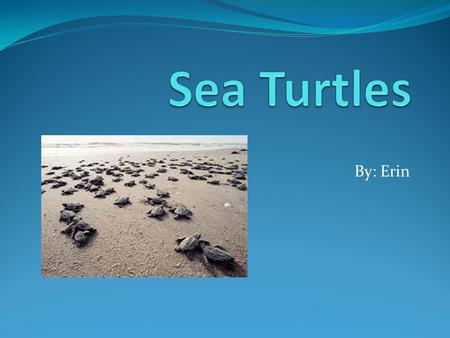 By: Erin. Where does Sea turtles live? Sea turtle live in all oceans except the artic ocean.