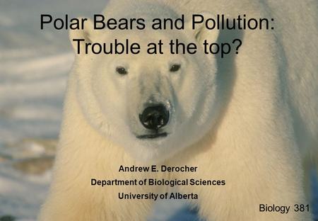 Polar Bears and Pollution: Trouble at the top? Biology 381 Andrew E. Derocher Department of Biological Sciences University of Alberta.