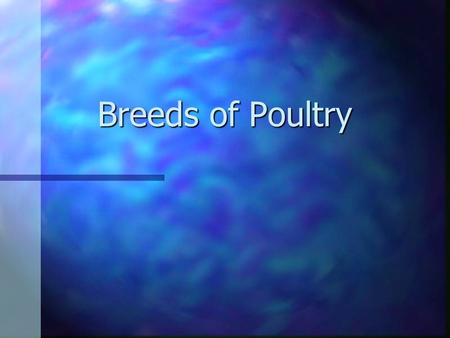 Breeds of Poultry. Plymouth Rock n Plymouth Rocks are a good general farm chicken. n They are docile; normally will show broodiness; possess a long, broad.