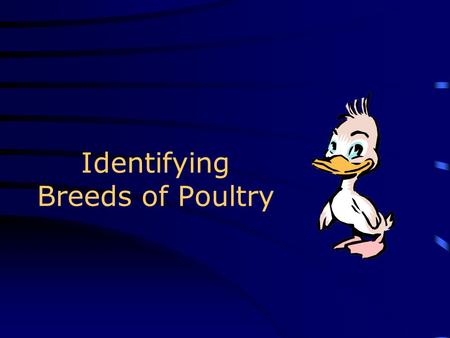 Identifying Breeds of Poultry