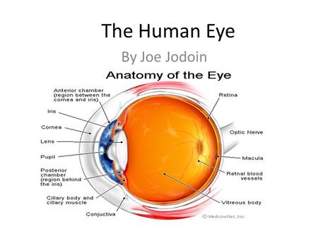 By Joe Jodoin The Human Eye. Parts of the eye There are lots of parts of the eye so EYE will only talk about the main parts. Those parts are the cornea,