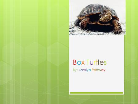 Box Turtles By: Jamiya Pettway.