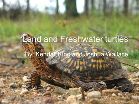 Land and Freshwater turtles By: Kendall King and Joshua Wallace.
