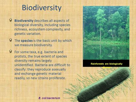 Rainforests are biologically diverse