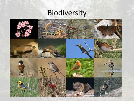 Biodiversity. Are communities saturated? A closed system must balance the gains in energy from net production with those taken by consumers and decomposers.