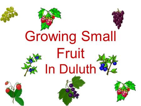 Growing Small Fruit In Duluth.