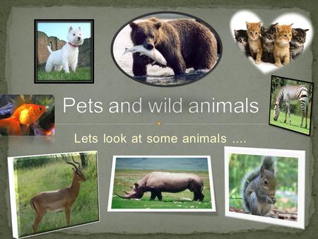 Lets look at some animals ....