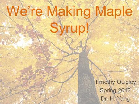 Timothy Quigley Spring 2012 Dr. H. Yang We’re Making Maple Syrup!
