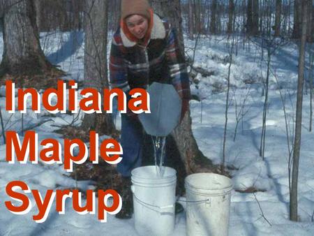Indiana Maple Syrup Indiana Maple Syrup. Indiana Maple Syrup 2003 Season 200 Producers Estimated production was 5000 gallons Value of crop is estimated.