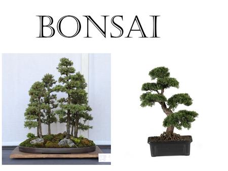 BONSAI. If you shut your eyes and imagine what you can hold in your hands there would be thousands of things….……..but what about a tree ?. Therefore,