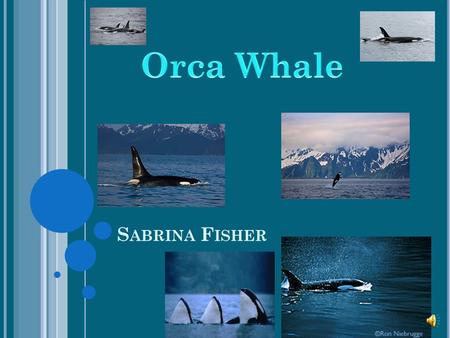 Orca Whale Sabrina Fisher.